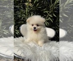 Puppy Dembele Pomeranian