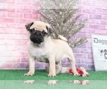Small Photo #4 Pug Puppy For Sale in BEL AIR, MD, USA