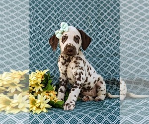 Dalmatian Puppy for sale in QUARRYVILLE, PA, USA