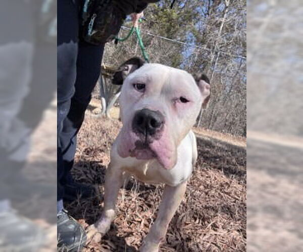 Medium Photo #2 Mutt Puppy For Sale in Glen Allen, VA, USA