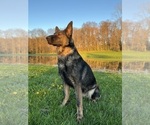 Small Photo #1 German Shepherd Dog Puppy For Sale in CENTERBURG, OH, USA