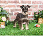 Small #7 Schnauzer (Miniature)