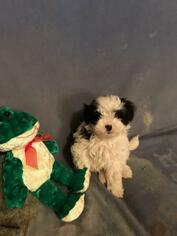 Maltese-Maltipoo Mix Puppy for sale in DENTON, NC, USA