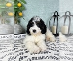 Small #4 Miniature Bernedoodle
