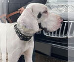 Small #9 Great Dane