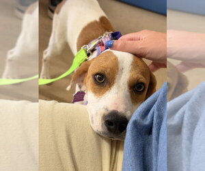 Beagle-Unknown Mix Dogs for adoption in Mundelein, IL, USA