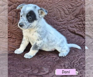 Mutt Dogs for adoption in Brewster, NY, USA