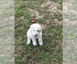 Small Photo #3 Sheepadoodle Puppy For Sale in CRESTVIEW, FL, USA
