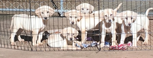 Medium Photo #1 Labrador Retriever Puppy For Sale in BARNESVILLE, GA, USA