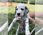 Puppy 3 Dalmatian