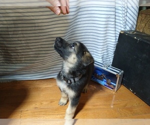 German Shepherd Dog Puppy for sale in DRURY, MO, USA