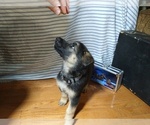 Small Photo #1 German Shepherd Dog Puppy For Sale in DRURY, MO, USA