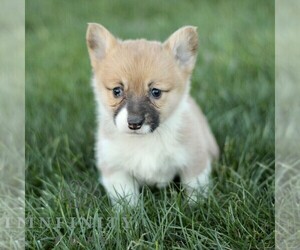 Pembroke Welsh Corgi Puppy for sale in CHRISTIANA, PA, USA