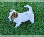 Small Photo #4 Russell Terrier Puppy For Sale in APPLE GROVE, WV, USA