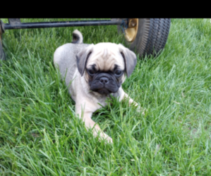 Pug Puppy for sale in SAINT PAUL, MN, USA
