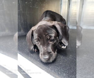 Labrador Retriever-Unknown Mix Dogs for adoption in San Antonio, TX, USA