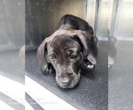 Small Labrador Retriever Mix