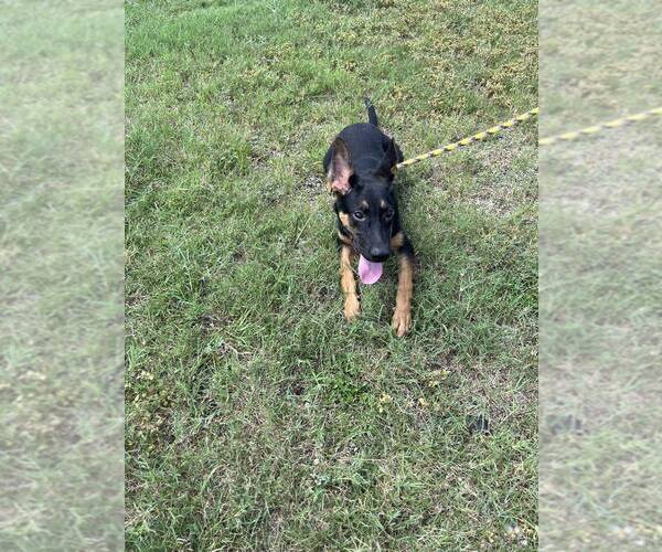 Medium Photo #2 Mutt Puppy For Sale in Abbeville, LA, USA