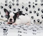 Small Photo #2 French Bulldog Puppy For Sale in GOLDEN, CO, USA