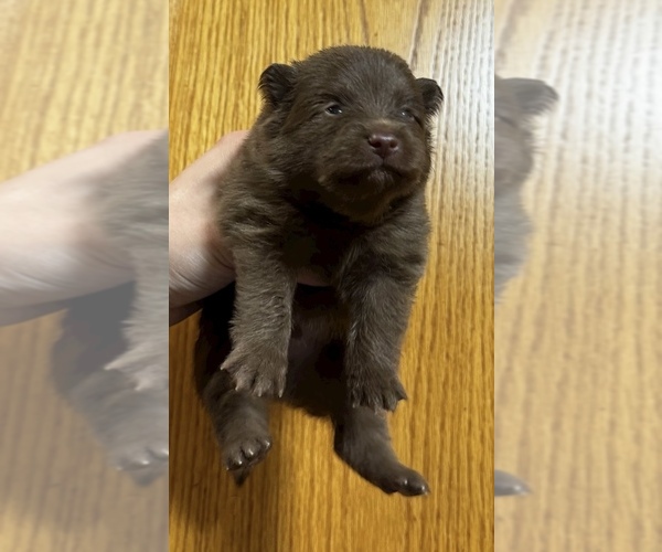 Medium Photo #3 Pomeranian Puppy For Sale in ALBANY, NY, USA
