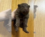 Small #2 Pomeranian