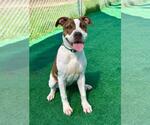 Small American Pit Bull Terrier