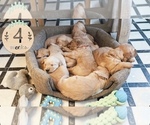 Small Photo #9 Golden Retriever Puppy For Sale in WOODLAND, CA, USA