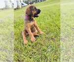 Small #4 Doberman Pinscher-Mastiff Mix