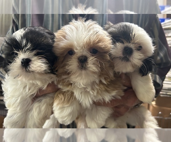 View Ad Shih Tzu Litter of Puppies for Sale near Pennsylvania