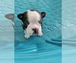 Small Photo #4 Boston Terrier Puppy For Sale in JACKSONVILLE, FL, USA