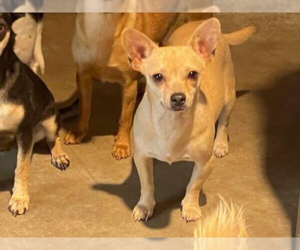Medium Photo #1 Chihuahua Puppy For Sale in La Verne, CA, USA