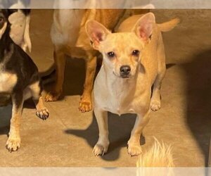 Chihuahua Dogs for adoption in La Verne, CA, USA