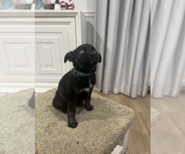 Medium Photo #2 Mutt Puppy For Sale in Dana Point, CA, USA