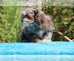 Small #3 ShihPoo