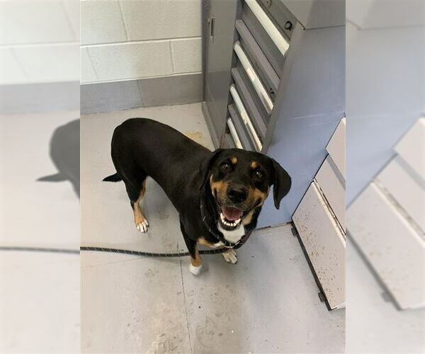 Medium Photo #1 Labrador Retriever-Unknown Mix Puppy For Sale in Corpus Christi, TX, USA