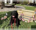 Small Photo #11 Labrador Retriever Puppy For Sale in MIAMI, FL, USA