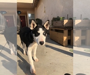 Bull Terrier-Sharberian Husky Mix Puppy for sale in FARMERSVILLE, CA, USA