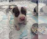 Small #4 American Bully
