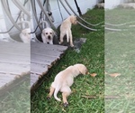 Small Photo #11 Labrador Retriever Puppy For Sale in ST PETERSBURG, FL, USA