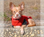 Small Photo #11 Chihuahua-Unknown Mix Puppy For Sale in Washington, DC, USA