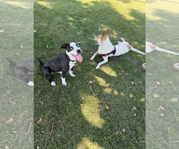 Medium Photo #5 Australian Shepherd-Catahoula Leopard Dog Mix Puppy For Sale in Sandy, UT, USA