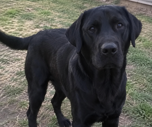 Father of the Golden Labrador puppies born on 09/09/2026