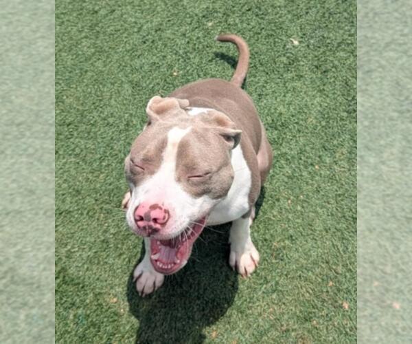 Medium Photo #7 American Pit Bull Terrier-Unknown Mix Puppy For Sale in Rockwall, TX, USA
