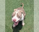 Small #6 American Pit Bull Terrier Mix