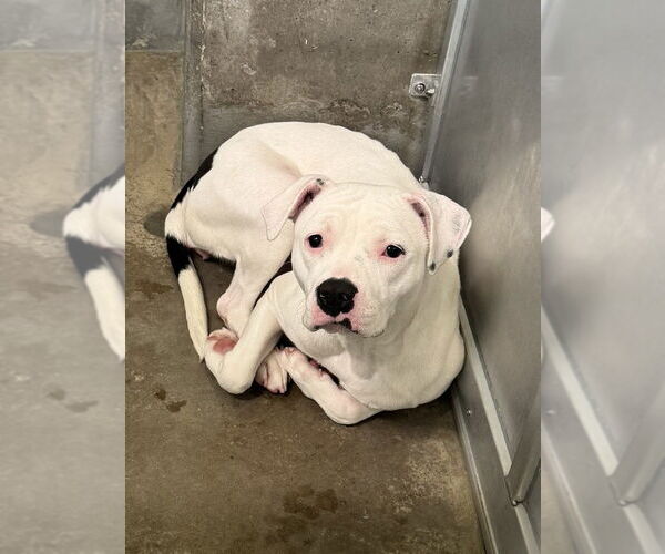 Medium Photo #1 Mutt Puppy For Sale in Oak Bluffs, MA, USA