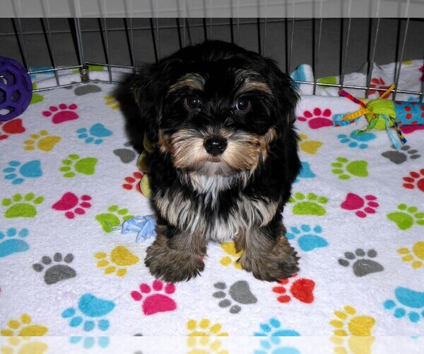 Medium Photo #11 Havashire Puppy For Sale in ORO VALLEY, AZ, USA