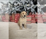 Small Photo #17 Golden Retriever Puppy For Sale in DAVENPORT, FL, USA
