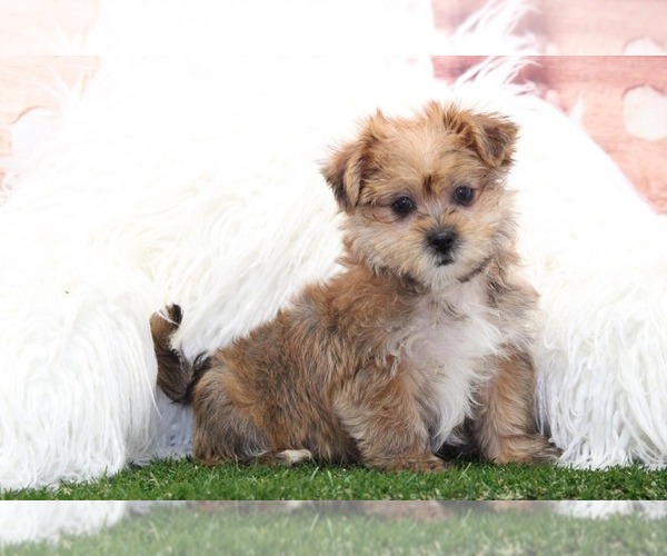 Medium Photo #3 Shorkie Tzu Puppy For Sale in MARIETTA, GA, USA