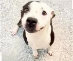 Small #1 Staffordshire Bull Terrier