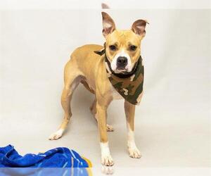 Mutt Dogs for adoption in Sanford, FL, USA